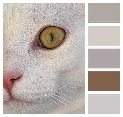 Nature Pet Domestic Cat Whiskers Cat Closeup Feline Domestic Animal Image